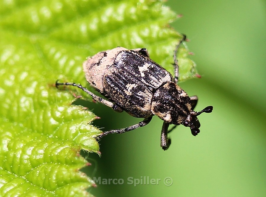 Valgus hemipterus